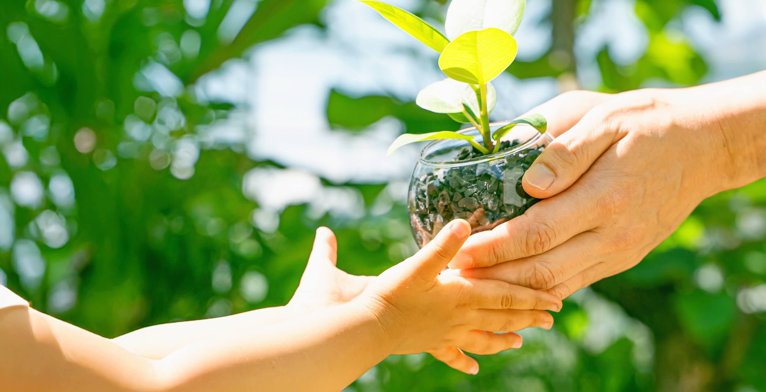 子供が大人へ植物を渡す様子